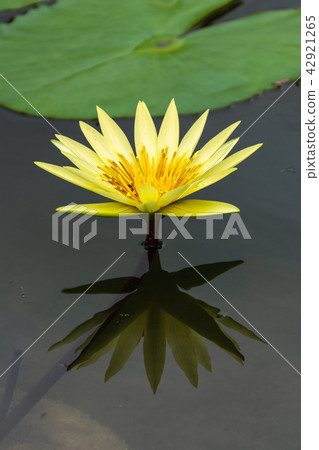 Beautiful yellow lotus Beautiful yellow lotus 42921265