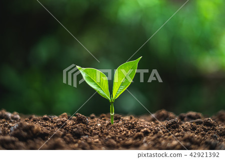 plant tree in neutral background Close-Up Of Fresh 42921392