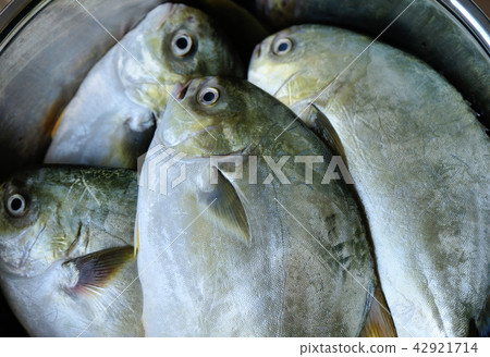 closeup of fresh pomfrest in a container 42921714
