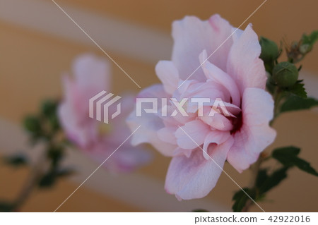 醉酒芙蓉 42922016