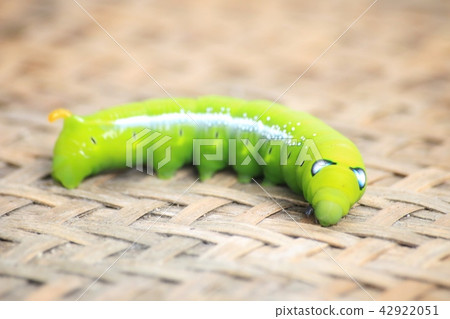Closeup the Big green worm on tree 42922051