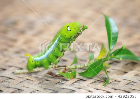 Closeup the Big green worm on tree 42922053