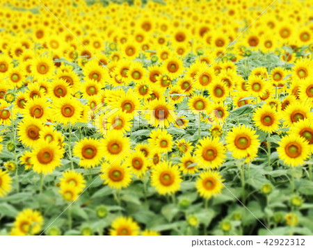 Sunflower field Sunflower field 42922312