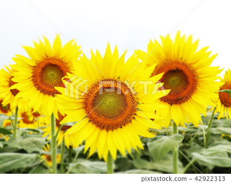 sunflower sunflower 42922313