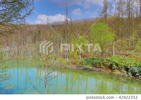 Blue Pond Aoiike ,Biei Hokkaido Japan 42922352