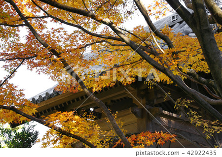 Autumn leaves 42922435