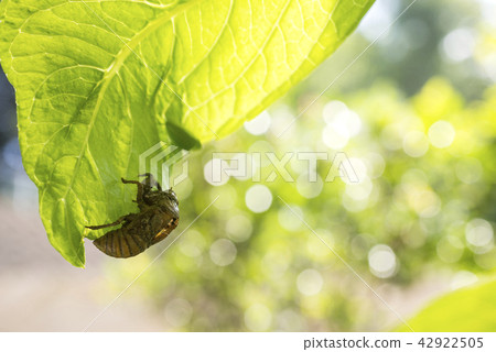 去除葉子留下的蟬和圓形模糊 去除葉子留下的蟬和圓形模糊 42922505
