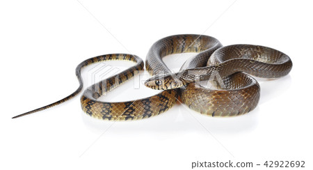snake isolated on white snake isolated on white 42922692