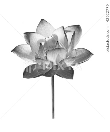 Black lotus flower on white background 42922779