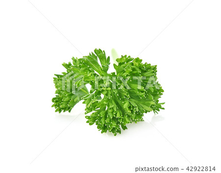 parsley isolated on white background parsley isolated on white background 42922814