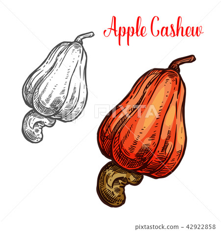 Apple cashew fruit with ripe nut sketch 42922858