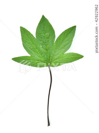 Roselle Leaves on white background Roselle Leaves on white background 42922962