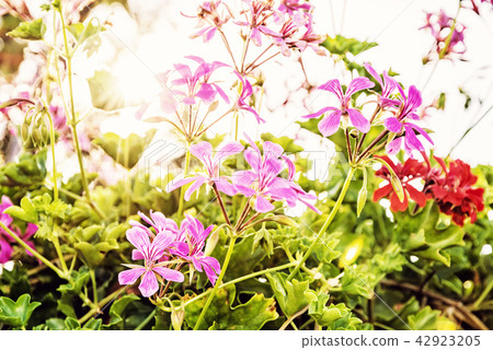 Purple and red Pelargonium flowers Purple and red Pelargonium flowers 42923205