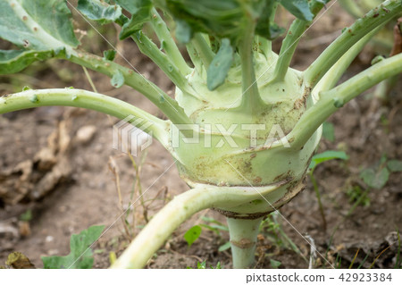 Kohlrabi growing in the garden. Kohlrabi growing in the garden. 42923384