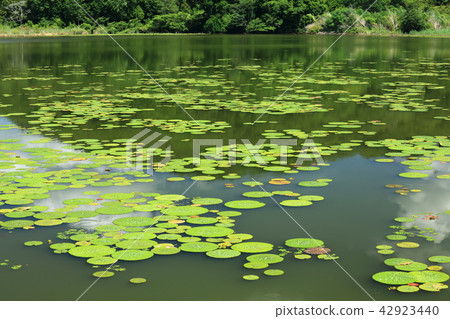 Sawa Pond in the Hei Sawa Pond in the Hei 42923440