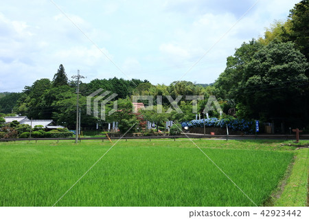 稻田和山谷寺 稻田和山谷寺 42923442