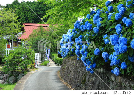 Hydrangea and Valley Temple Hydrangea and Valley Temple 42923530