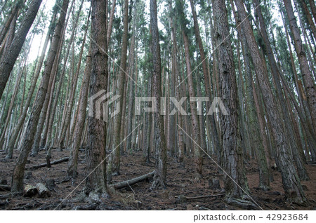 Pinus forests at Bandarawela Sri Lanka 42923684
