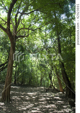 Namal Uyana in Galkiriyagama Sri Lanka  42923691