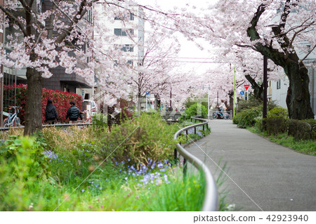 櫻花盛開 櫻花盛開 42923940