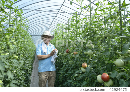 Senior to harvest tomatoes Senior to harvest tomatoes 42924475