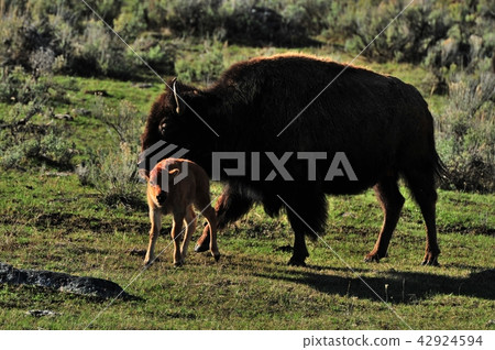 美洲野牛 42924594