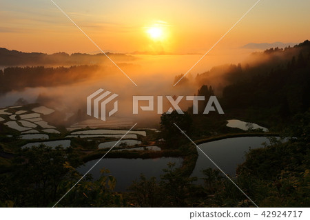 在土坎2018年的稻田 在土坎2018年的稻田 42924717