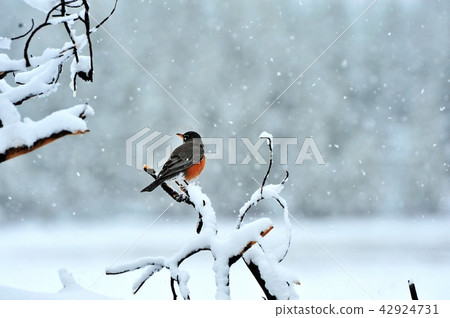 小松垃圾 42924731