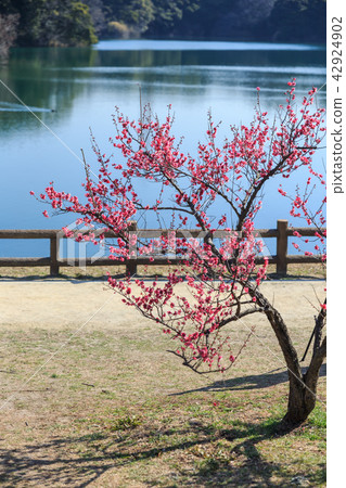 清晨李子森林 清晨李子森林 42924902