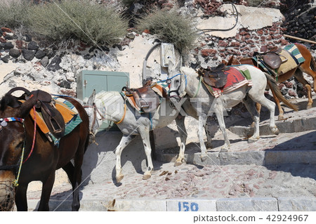 Donkey of Santorini Donkey of Santorini 42924967
