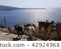 Aegean and donkey 42924968