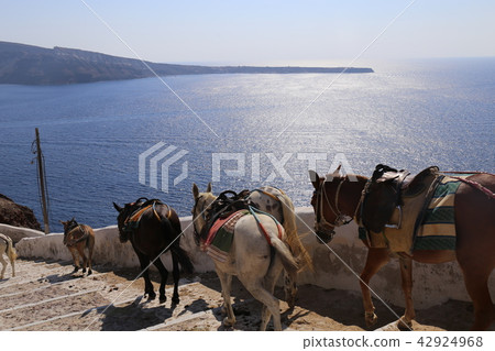 Aegean and donkey Aegean and donkey 42924968