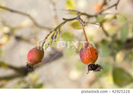 Beautiful withered branch of briar in the late aut Beautiful withered branch of briar in the late aut 42925228