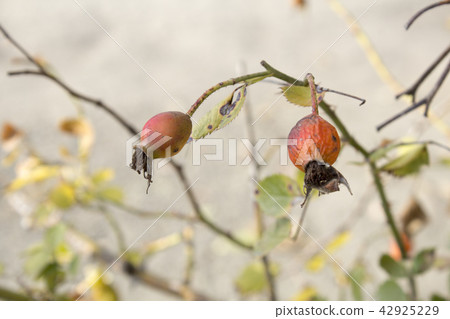Beautiful withered branch of briar in the late aut Beautiful withered branch of briar in the late aut 42925229