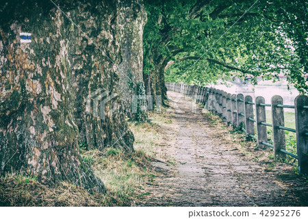 Alley of sycamore trees and railing, analog filter 42925276