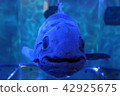 coelacanth 42925675