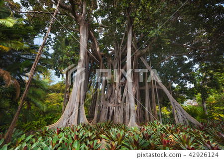 Jungle tree. Moreton bay Fig (Ficus Macrophylla) Jungle tree. Moreton bay Fig (Ficus Macrophylla) 42926124