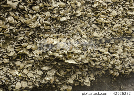 Kaso Risa（千葉縣千葉市）的Kaizukuri部門 42926282