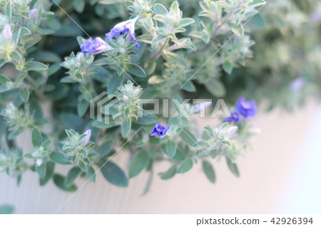 小花 小花 42926394