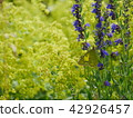 薰衣草和八葉樹 42926457