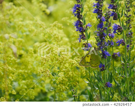 Lavender and monchigo Lavender and monchigo 42926457