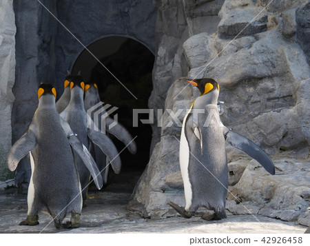 離開企鵝王 離開企鵝王 42926458