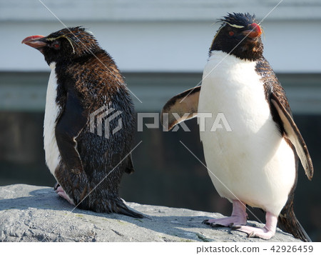 Two Iwatobi penguins Two Iwatobi penguins 42926459