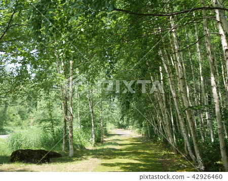 Shirakaba排成一條大道 Shirakaba排成一條大道 42926460