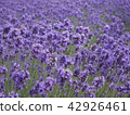 薰衣草田 42926461