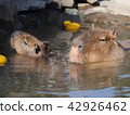 Capybara的露天浴池 42926462