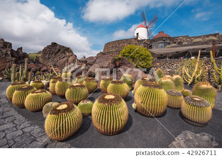Beautiful tropical cactus garden Lanzarote 42926711