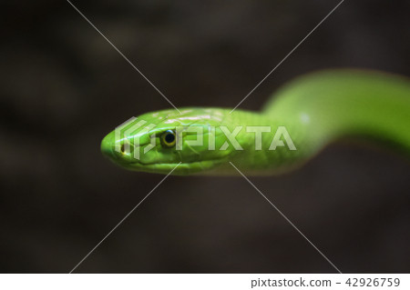 Green Mamba close up portrait 42926759