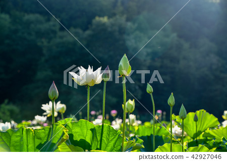 蓮花 蓮花 42927046