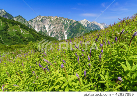 夏天的白馬 42927899